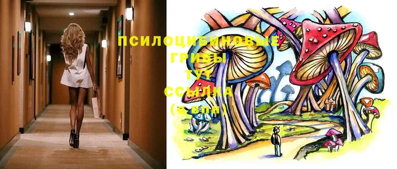 Галлюциногенные грибы Psilocybine cubensis  Заинск 